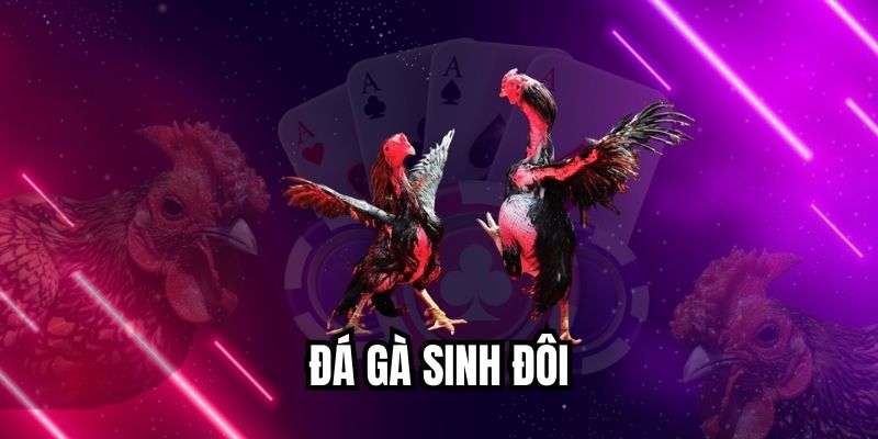Đá Gà Sinh Đôi Mang Lại Trải Nghiệm Kịch Tính, Thú Vị Đá gà sinh đôi
