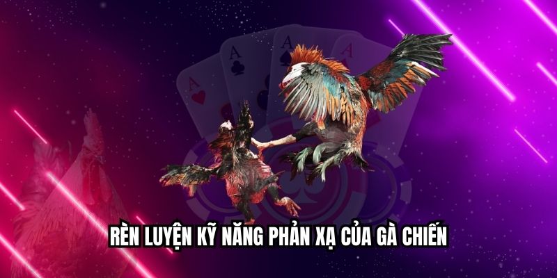 Đá Gà Sinh Đôi Mang Lại Trải Nghiệm Kịch Tính, Thú Vị Rèn luyện kỹ năng phản xạ của gà chiến